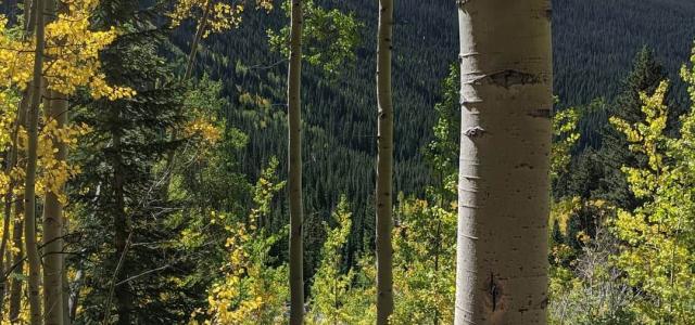 Mountain and trees